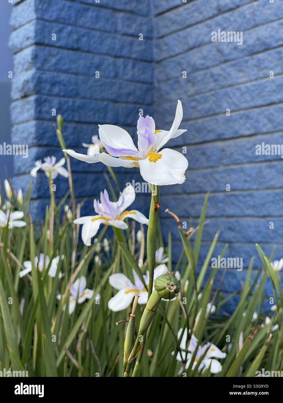 African Iris giardino con sfondo di mattoni blu Foto Stock