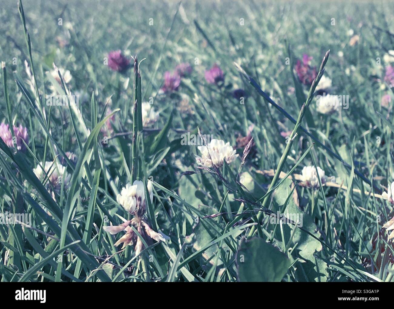 Fiori di trifoglio rosa e bianco in erba Foto Stock