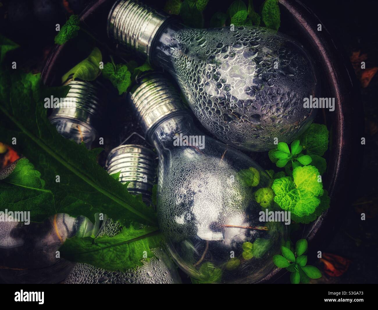 Lampadine lasciate in una pentola di pianta nel giardino Foto Stock
