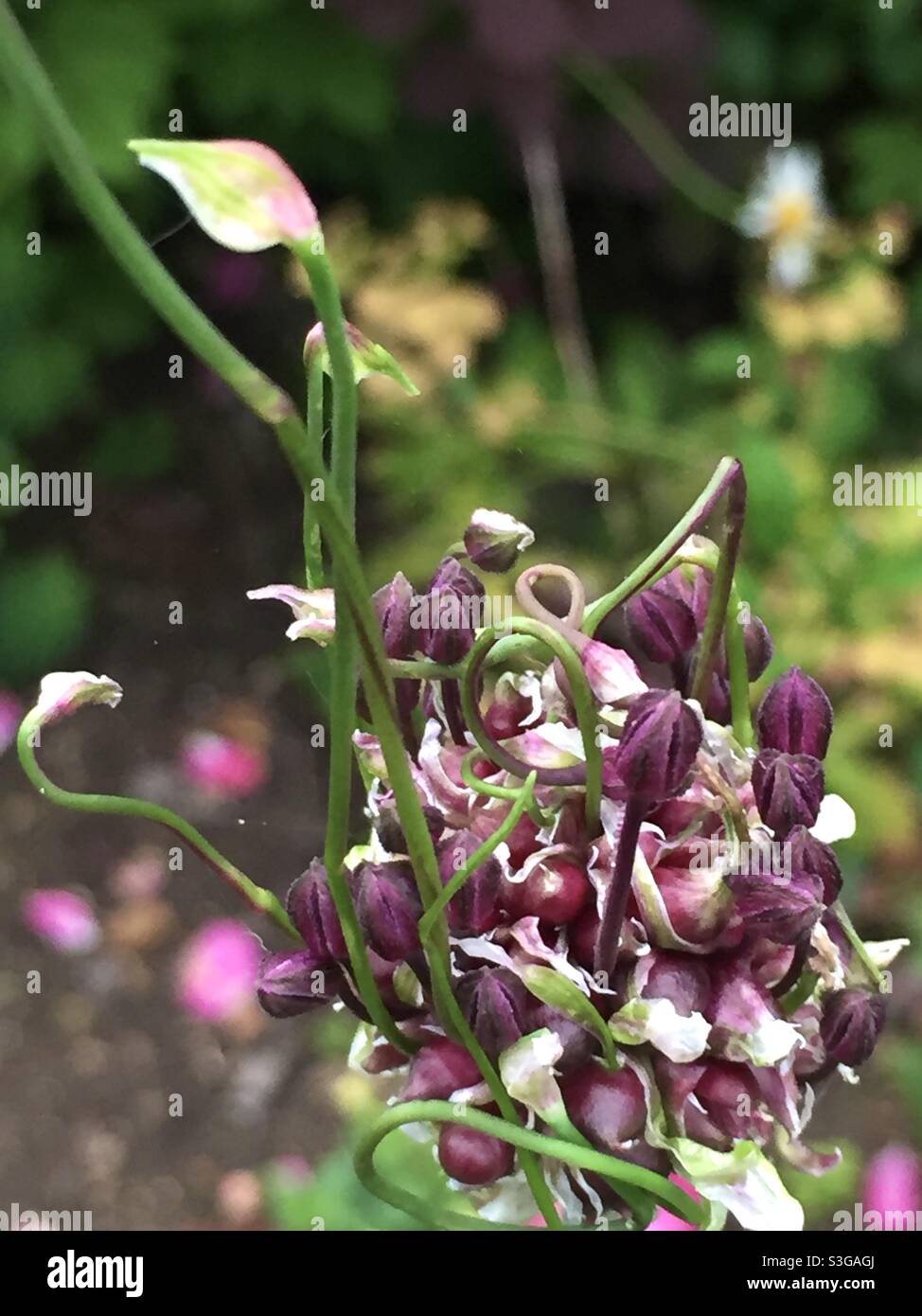 Allium Vineale fiore appena apertura Foto Stock