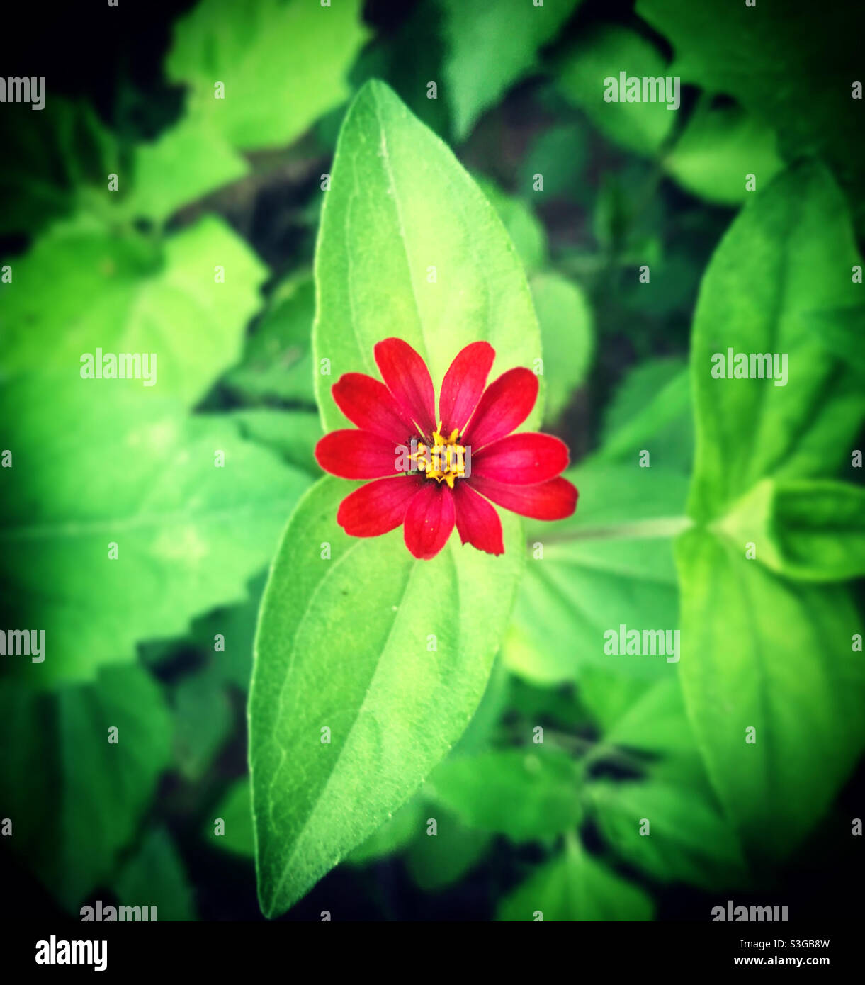 Un fiore rosso in una foresta verde in Messico - Immagine stock catturata con smartphone