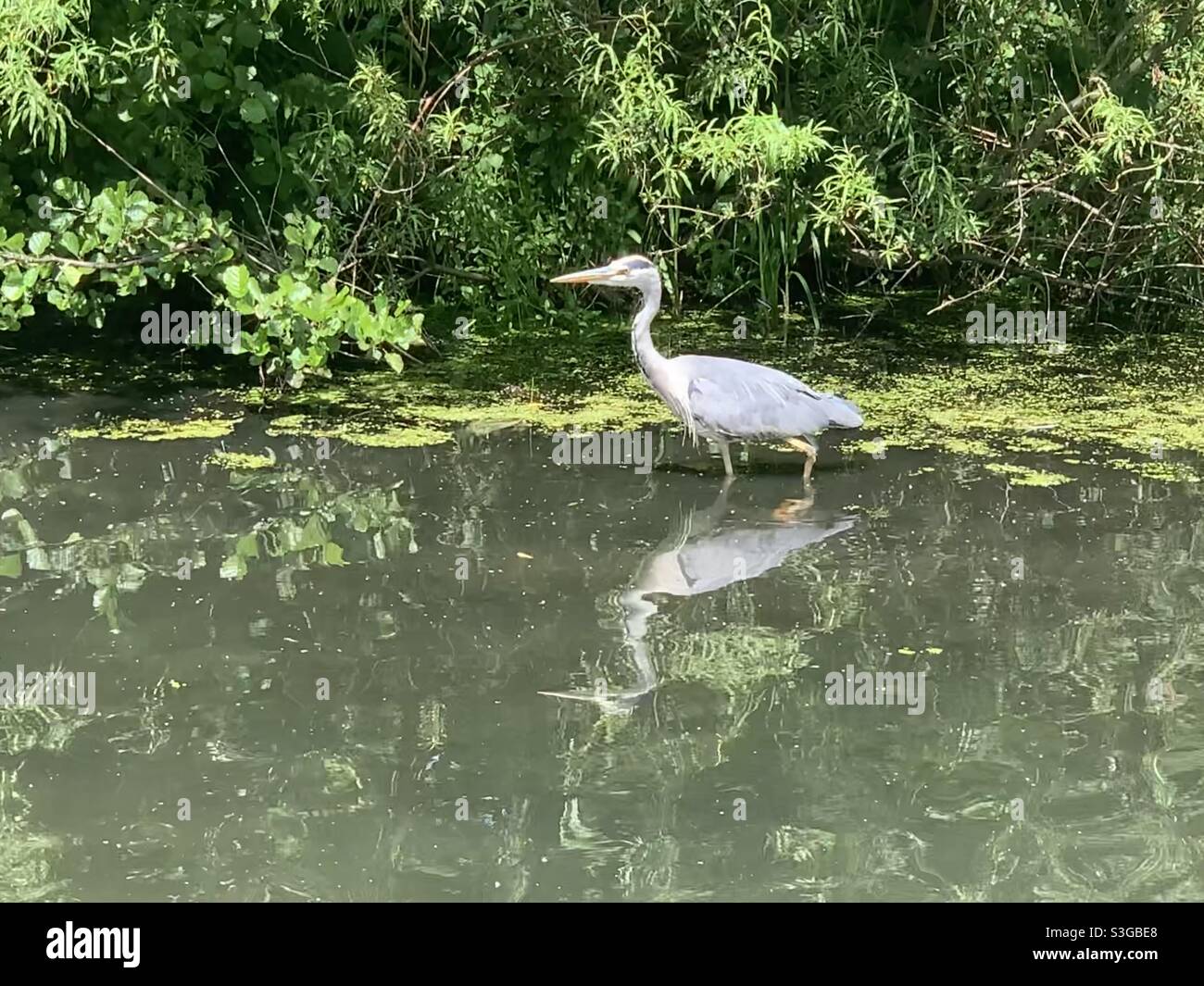 Heron al Daisy Nook Country Park. Giugno 2021 Foto Stock