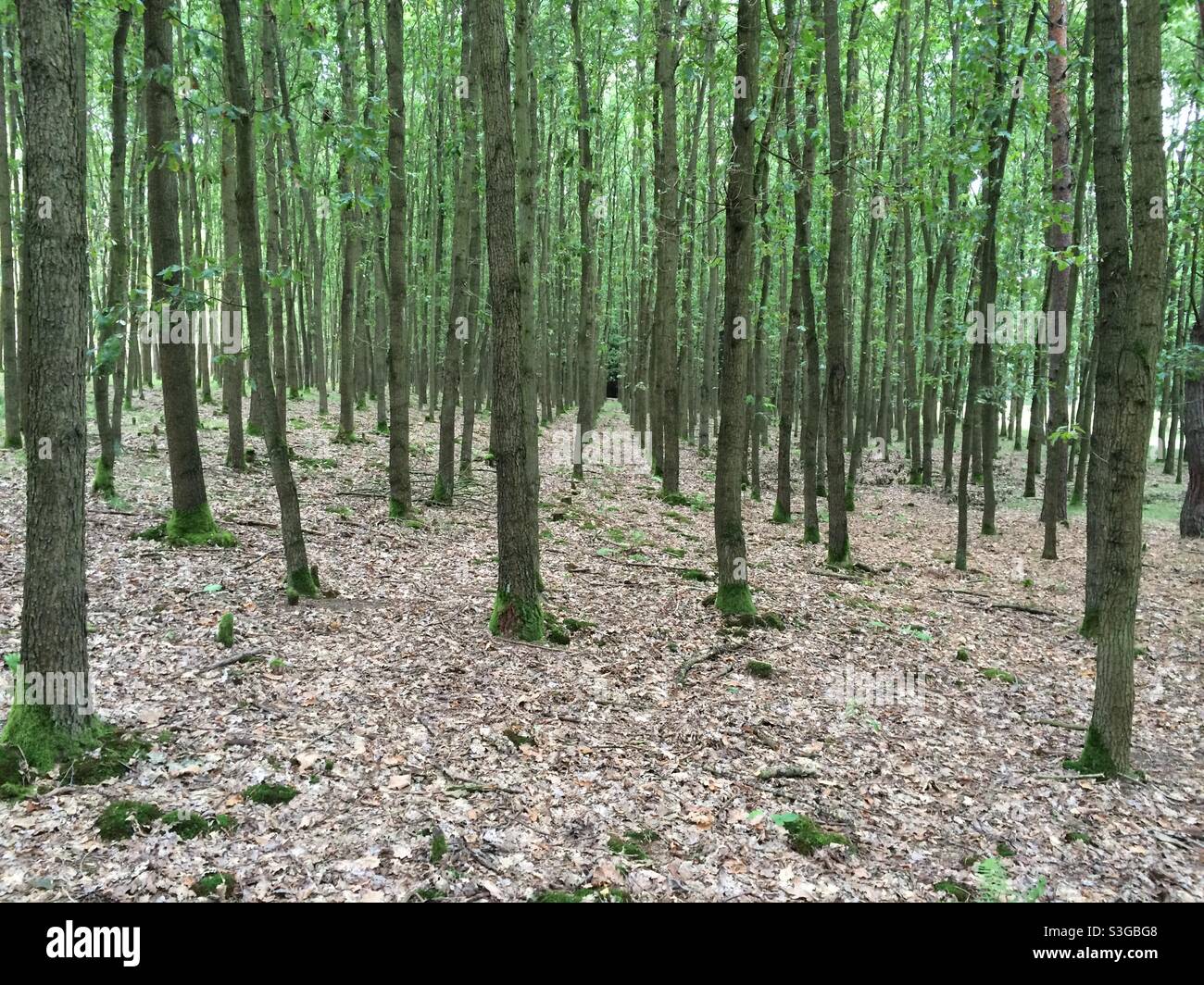 Linee di alberi nella foresta d'autunno. - Immagine stock catturata con smartphone