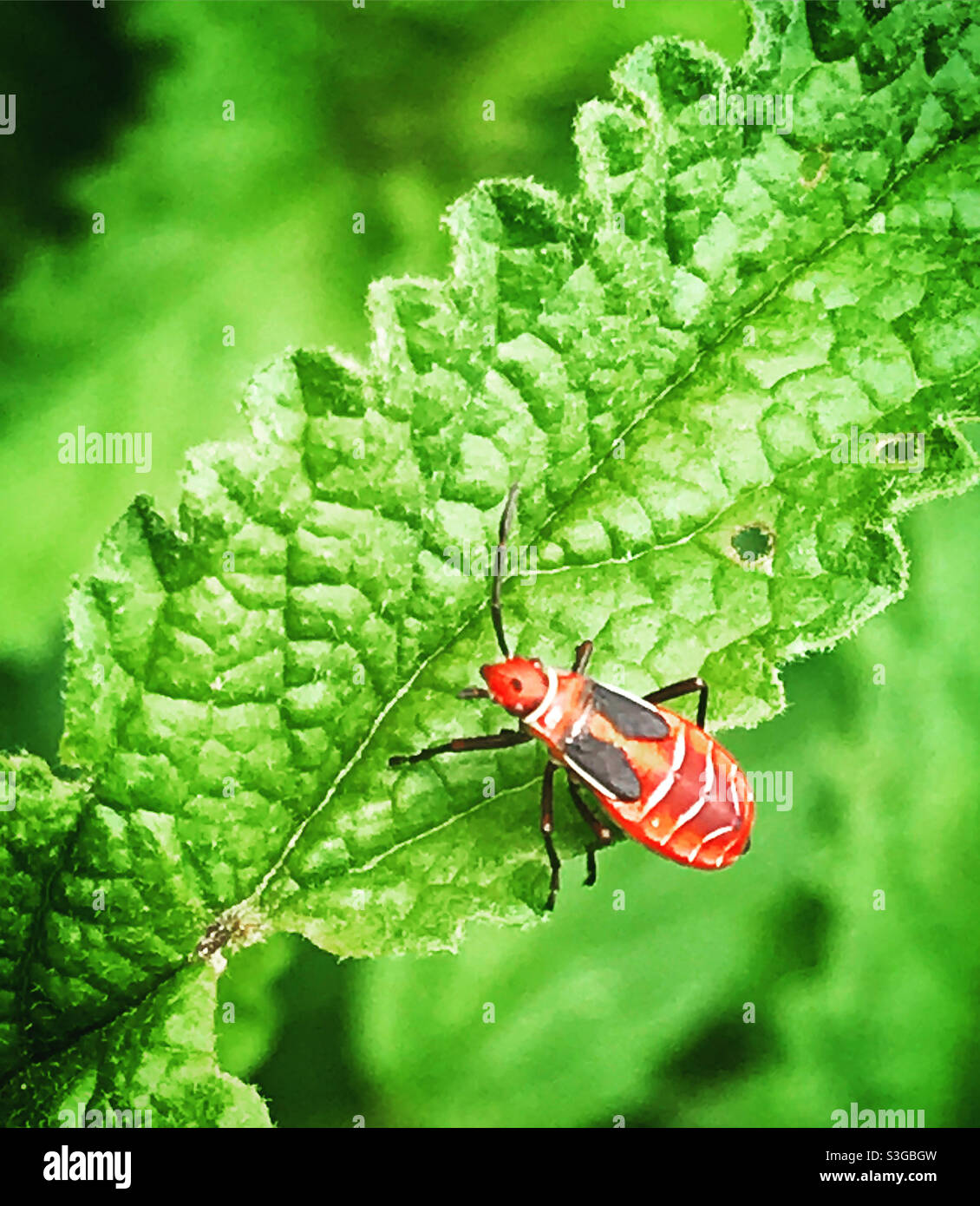 Un bug giallo si trova su una foglia verde in Messico - Immagine stock catturata con smartphone