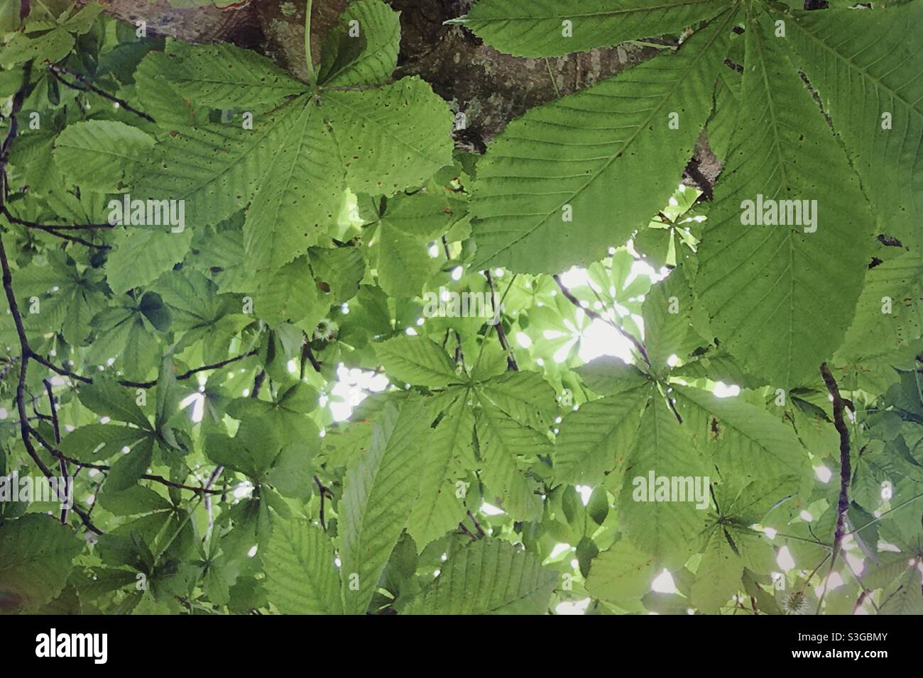 Foglie dell'albero di castagno di Cavallo in estate in Inghilterra, Regno Unito Foto Stock