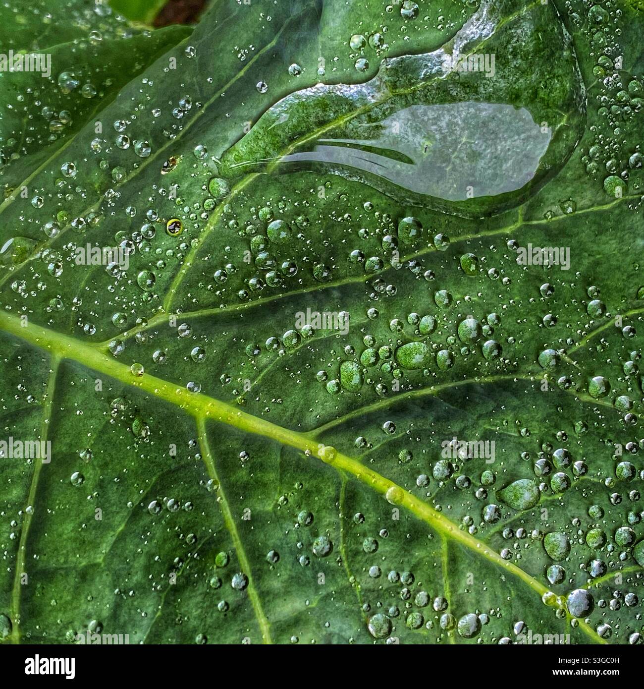 Foglia di cavolo con gocce d'acqua - Immagine stock catturata con smartphone