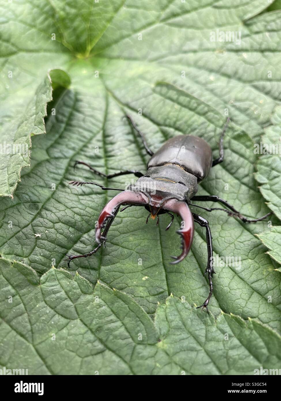 Primo piano di un maschio inglese stag beetle Lecanus Cervus su verde fogliame Foto Stock