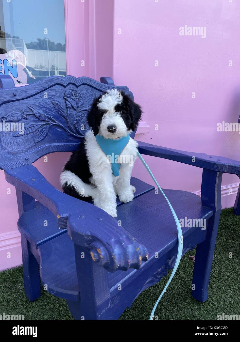 Impostazione in bianco e nero di sheepadoodle su sedia blu - Immagine stock catturata con smartphone