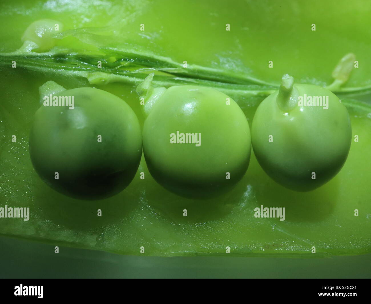 Solo 3 piselli in una cialda Foto Stock