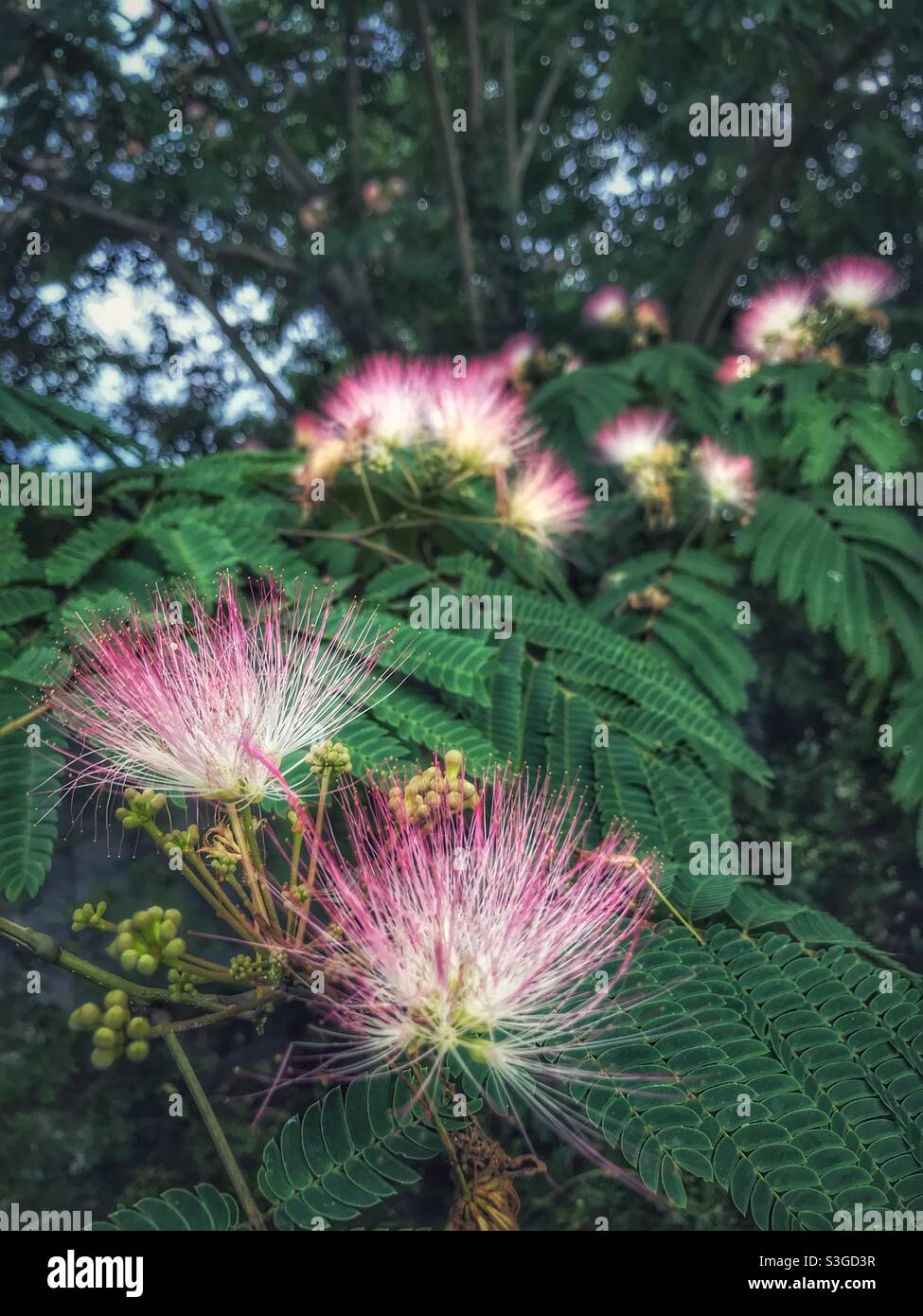 Mimosa albero fiorisce Foto Stock