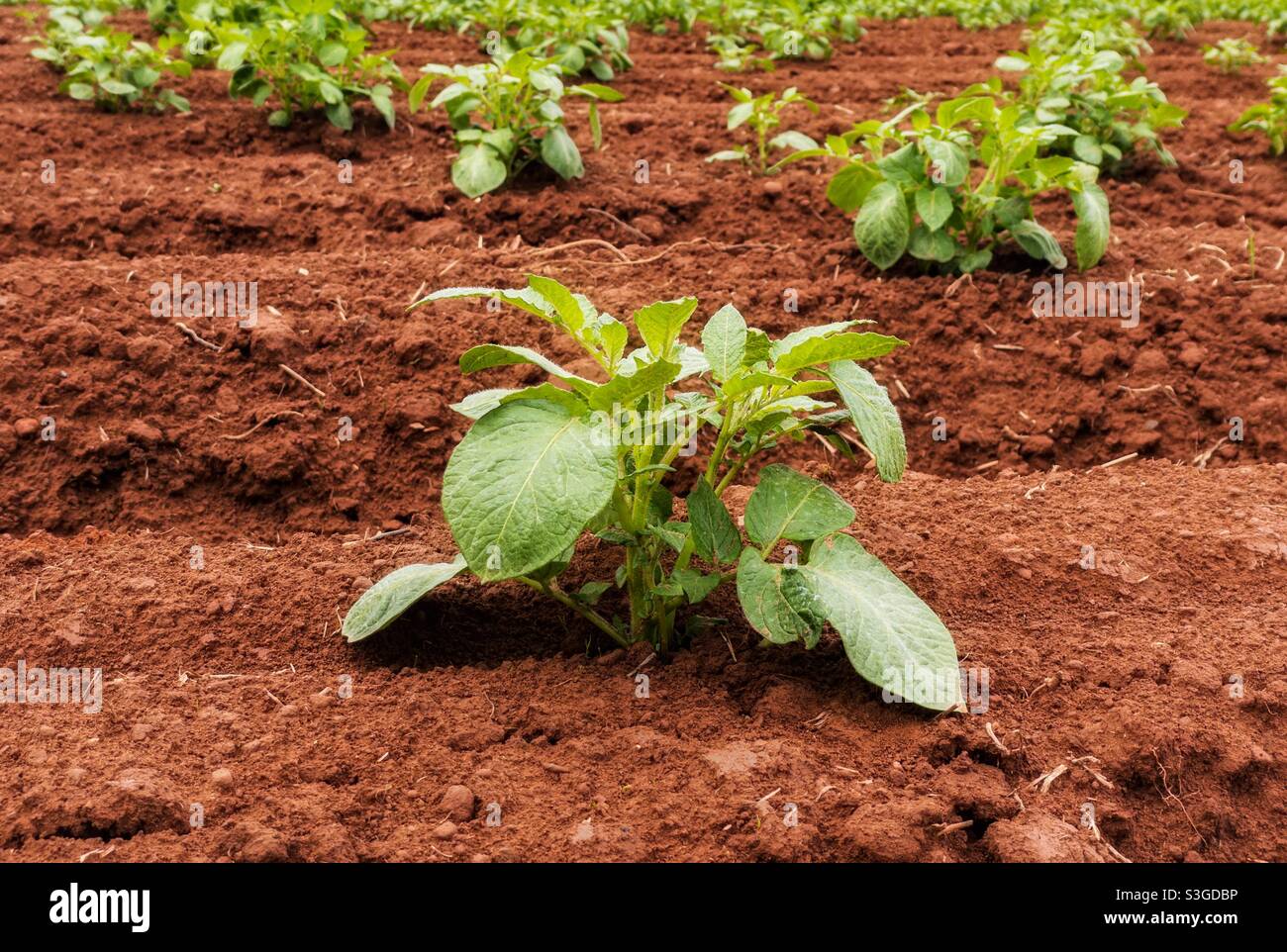 Piante di patate giovani in un campo con terra di argilla rossa. Foto Stock