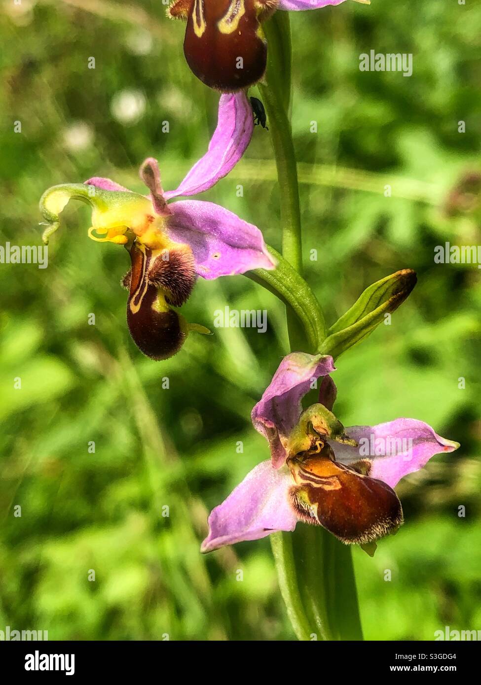 Bee Orchid (Ophrys apifera) che cresce sulla collina di St Catherine, Winchester, Hampshire Regno Unito. Foto Stock