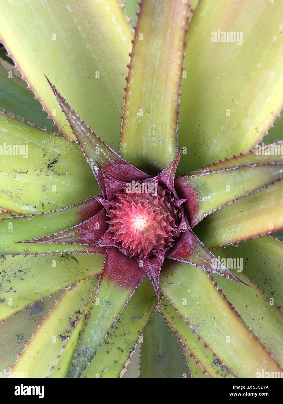 Ananas gemma Foto Stock