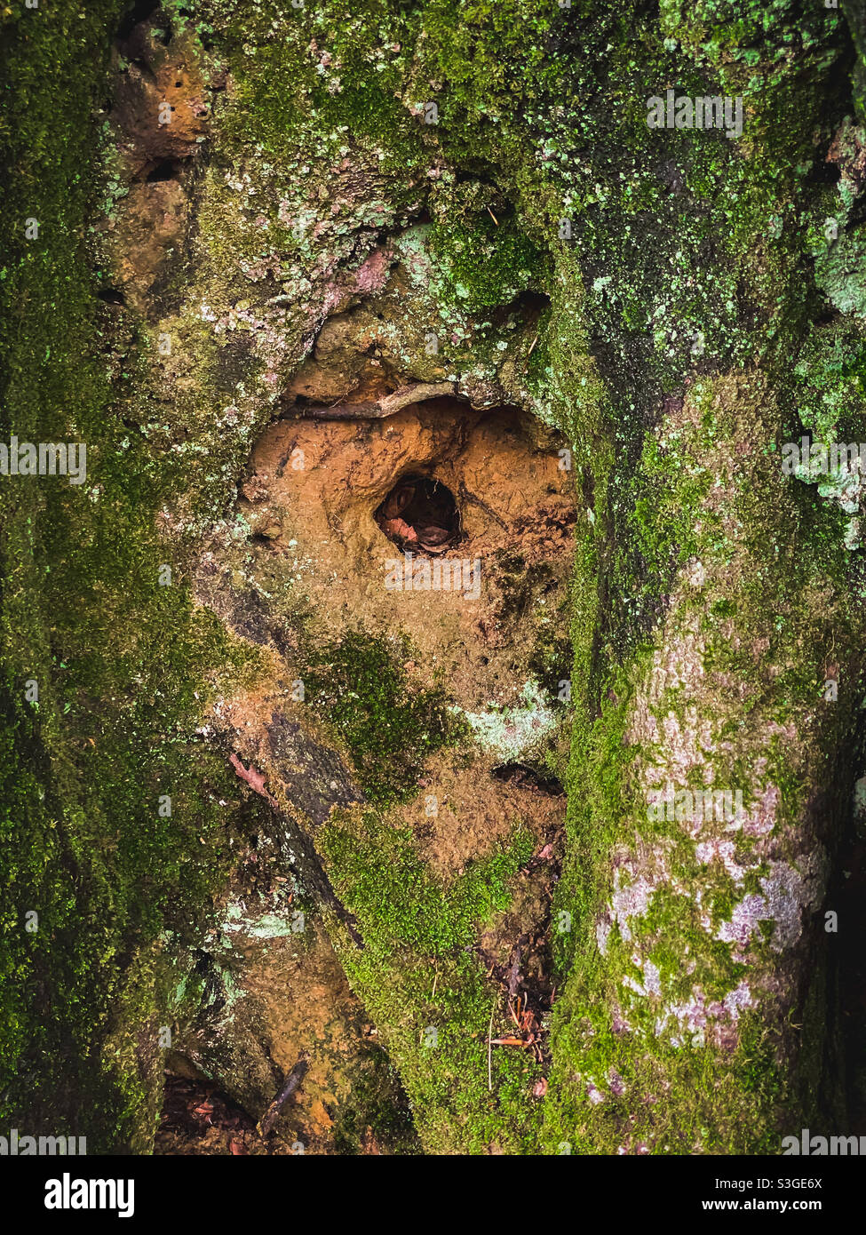 Piccolo nido/buco animale in un vecchio albero mussoso Foto Stock