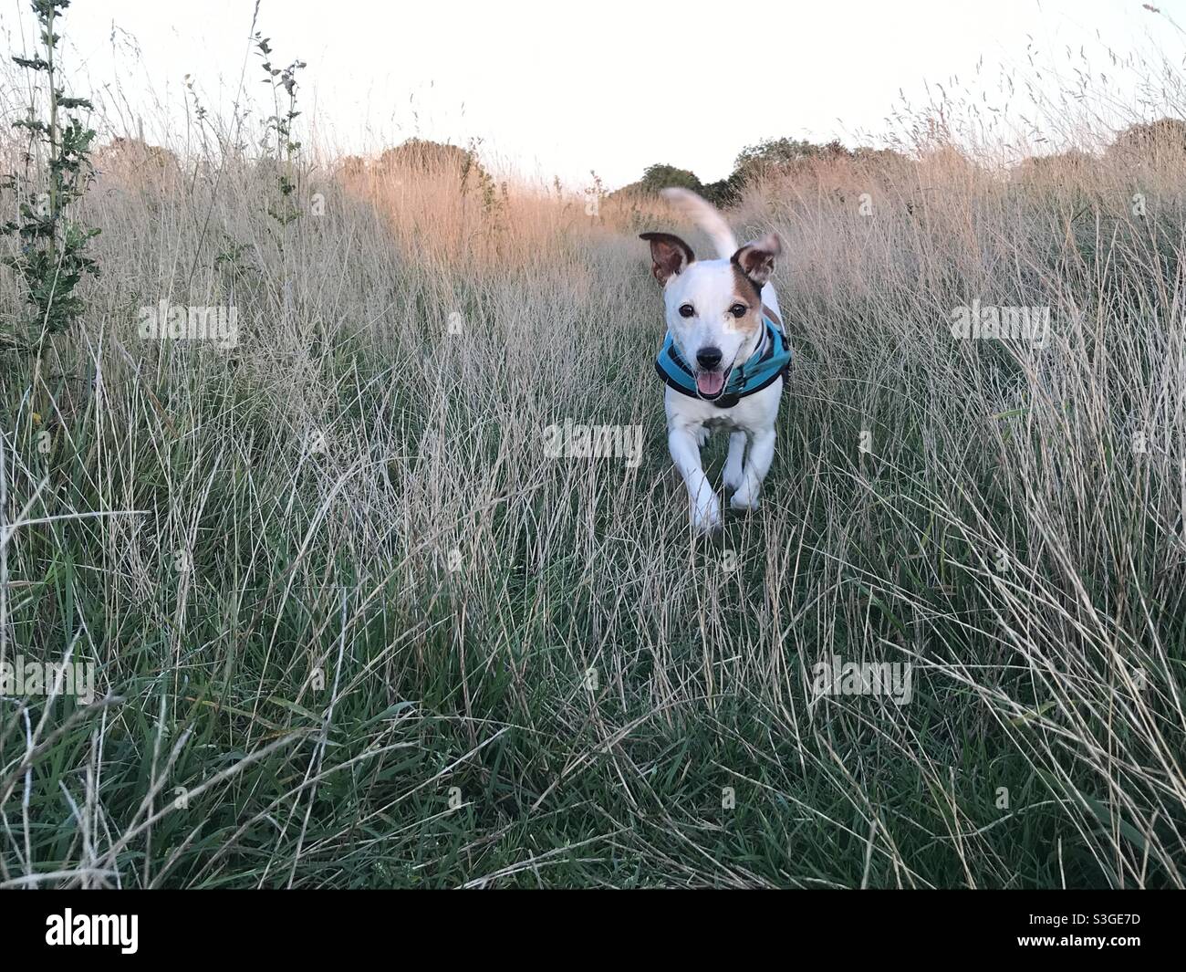 Jack Russell in imbracatura blu che attraversa l'erba lunga verso la telecamera - Immagine stock catturata con smartphone