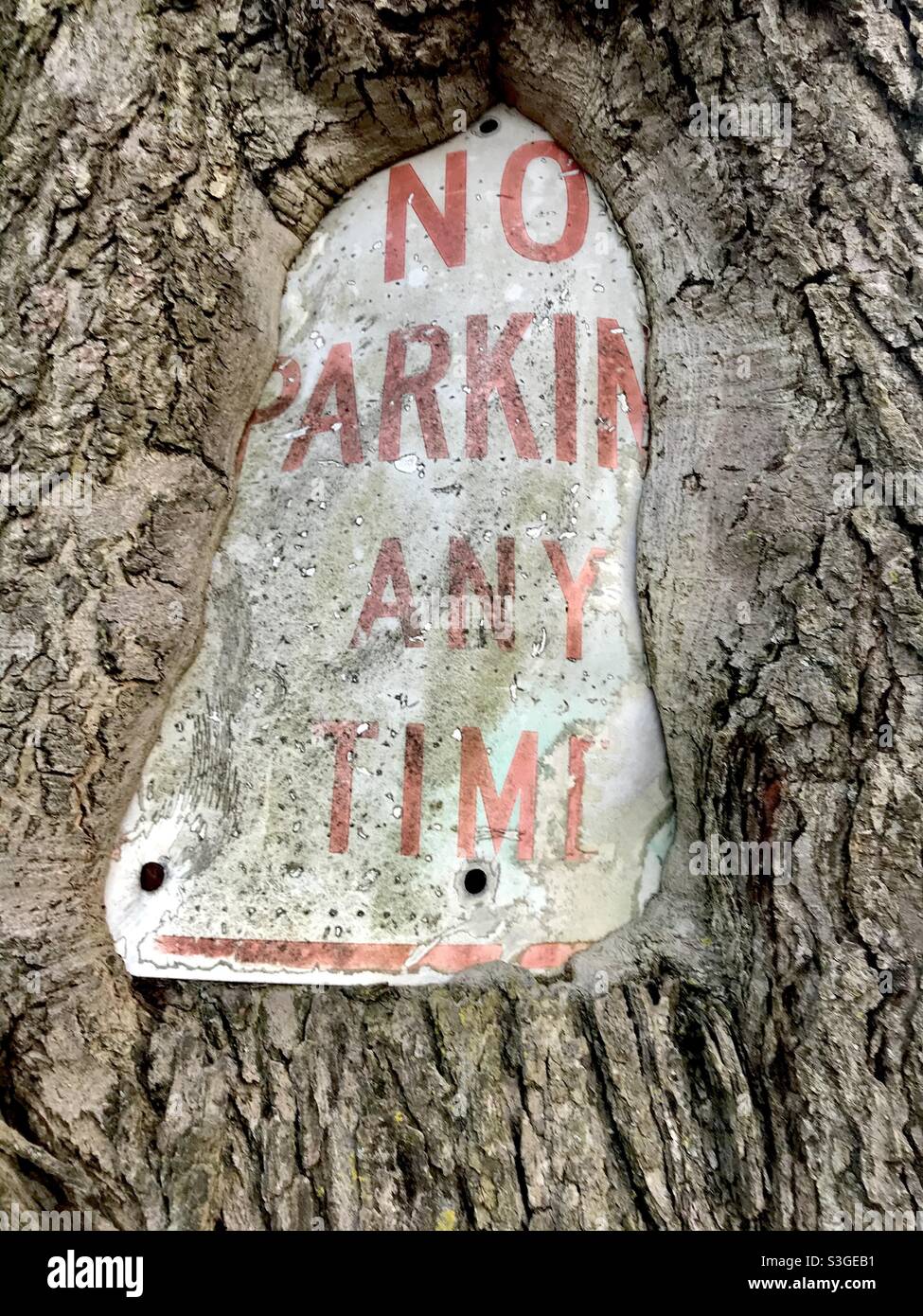 Nessun segnale di parcheggio in un albero Foto Stock