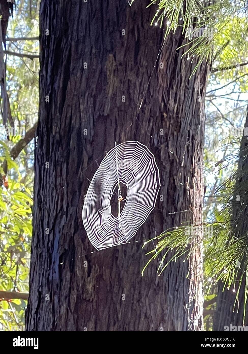 Ragno e spiderweb alla luce del sole su un sentiero a piedi in Buterim, Queensland, Australia Foto Stock