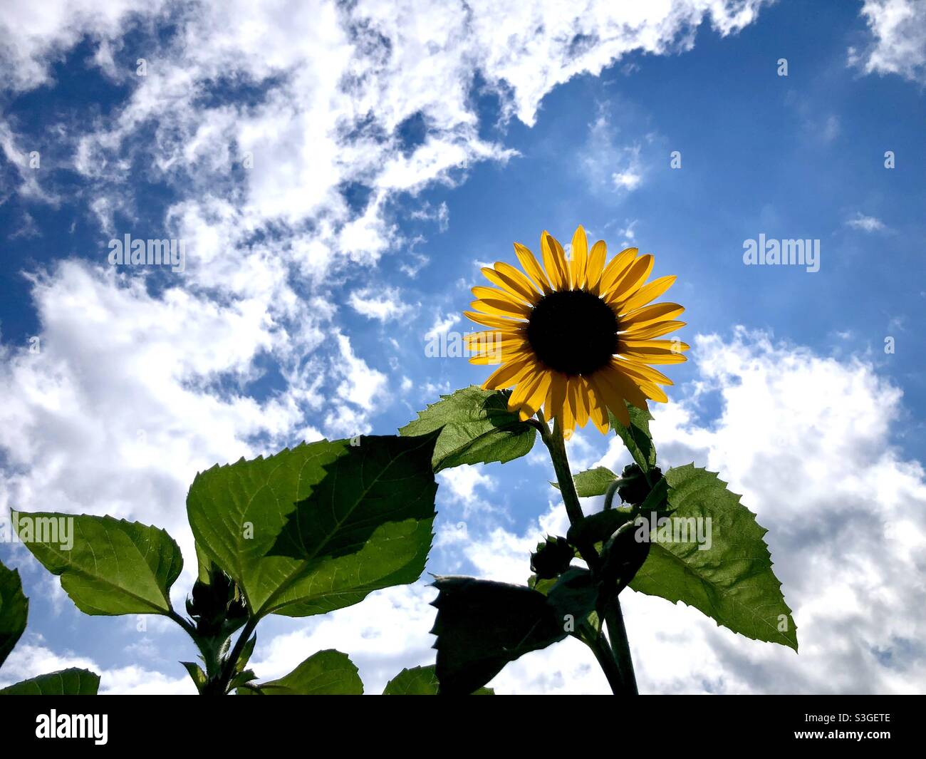 Girasole che blocca il sole contro un cielo blu con le nuvole Foto Stock