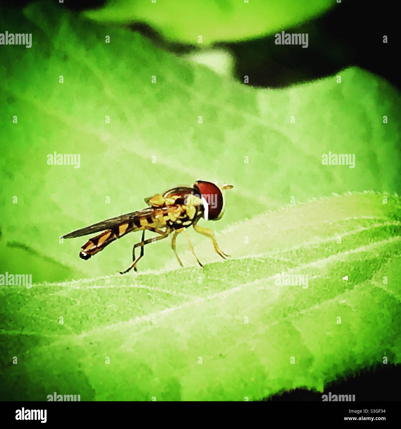 Una mosca gialla si trova su una foglia verde in una foresta in Messico Foto Stock