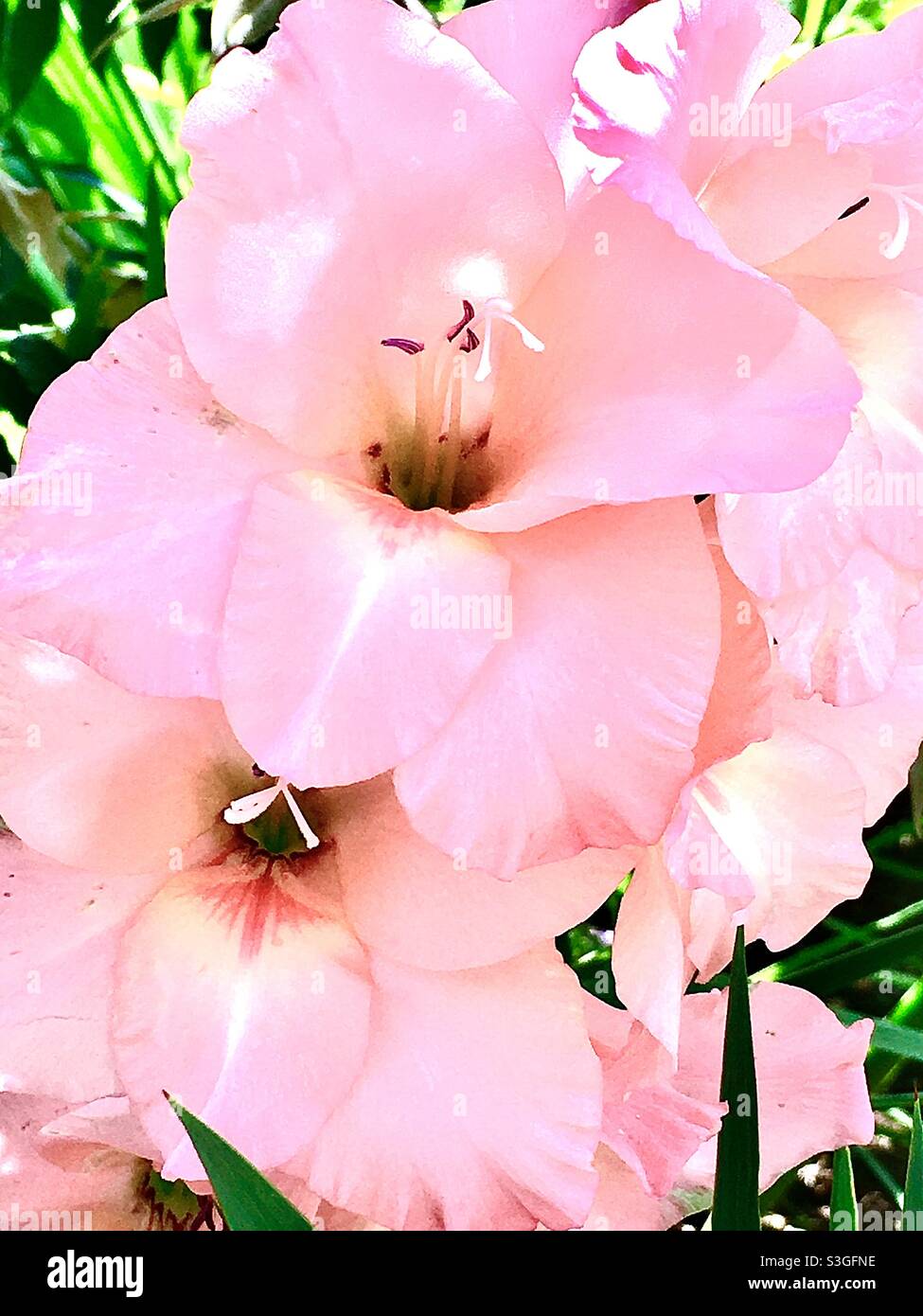 Fiori di colore rosa nel sole Foto Stock