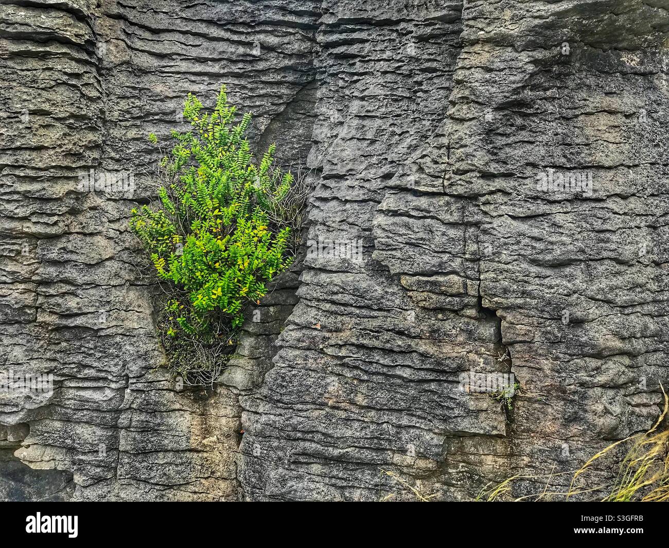 Albero che cresce dalla roccia, rocce di Pancake, Parco Nazionale di Paparoa, Isola del Sud, Nuova Zelanda - Immagine stock catturata con smartphone