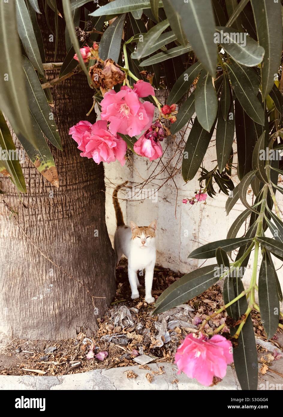 Ginger Street gatto guardando la macchina fotografica tra fiori e verde fogliame Foto Stock