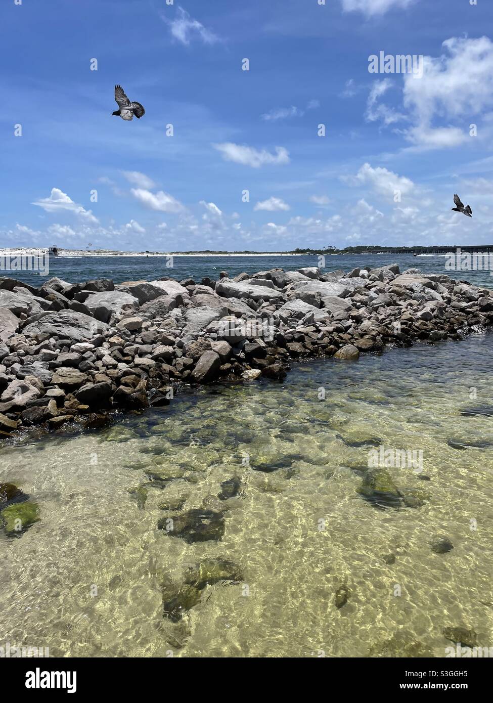 Piccioni che volano su moli rocciosi sul Golfo del Messico Norriego Point Florida Foto Stock