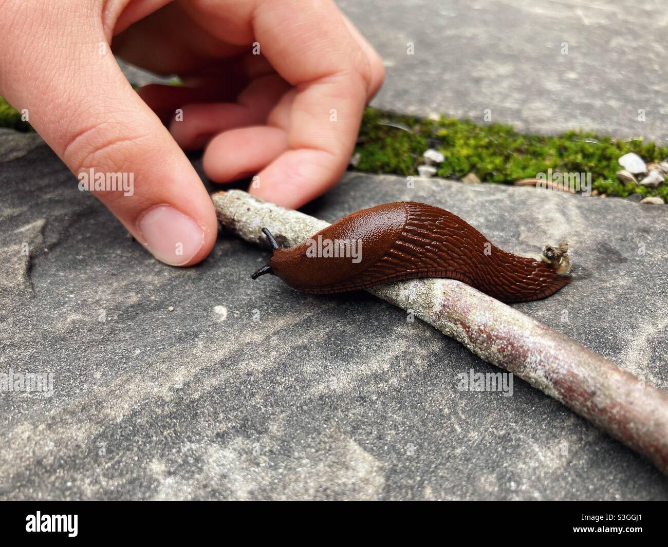 La mano di un ragazzo giocando con una slug su un bastone di legno Foto Stock