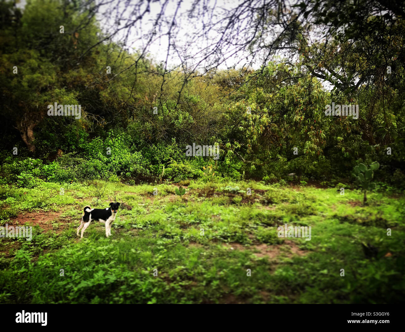 Un piccolo cane bianco e nero in una prateria verde in una foresta in Messico Foto Stock