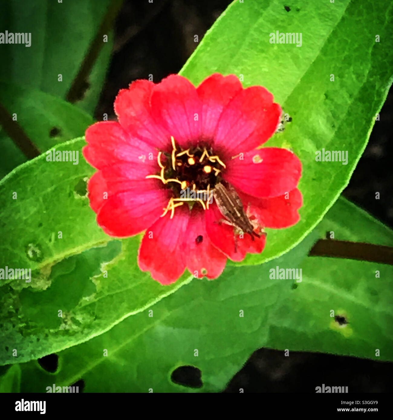 Fiore rosso in una foresta verde a Queretaro, Messico - Immagine stock catturata con smartphone