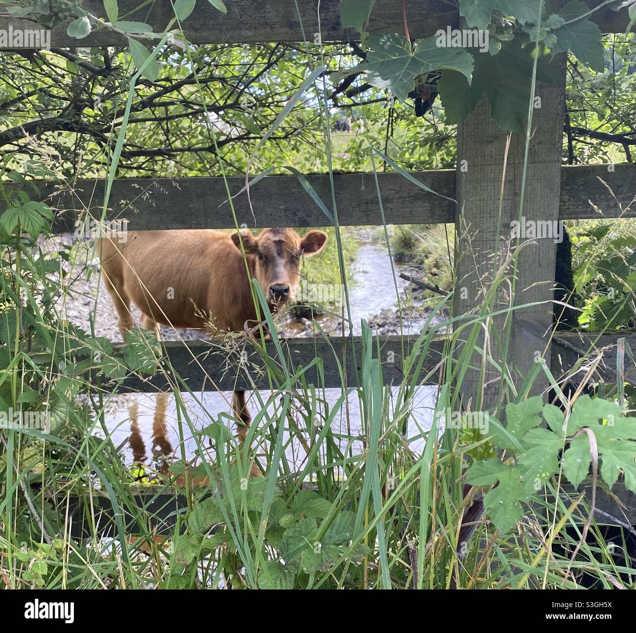 Mucca in un ruscello dietro una recinzione di legno in un campo in Rhydargaeau, Carmarthenshire, Galles. Foto Stock