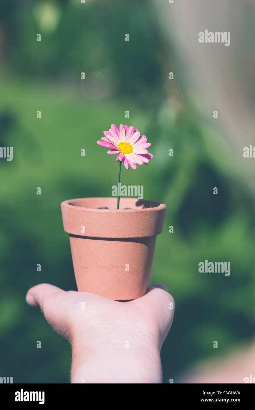 Ragazza che tiene un bel fiore rosa margherita in un piccolo vaso di fiori - Immagine stock catturata con smartphone