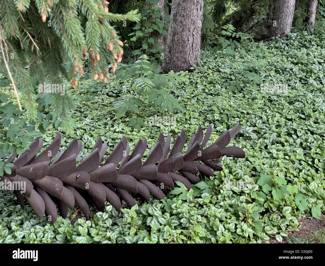 Grande cono di pino nei boschi Foto Stock