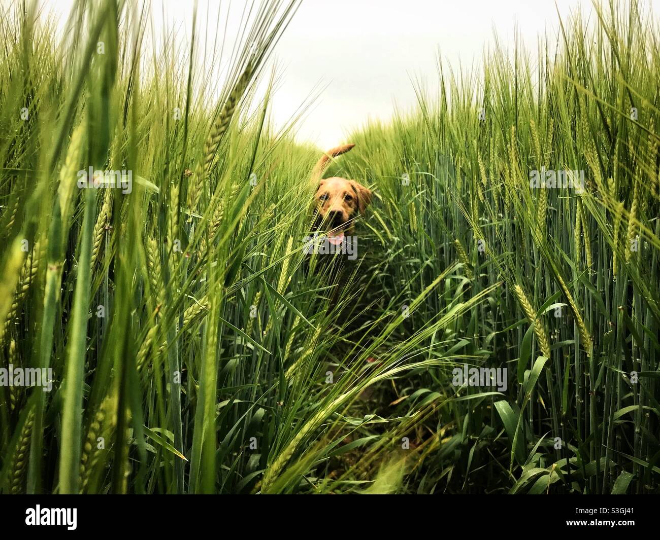 Divertente immagine da compagnia di un cane che attraversa il campo di coltivazioni di grano di un agricoltore - Immagine stock catturata con smartphone