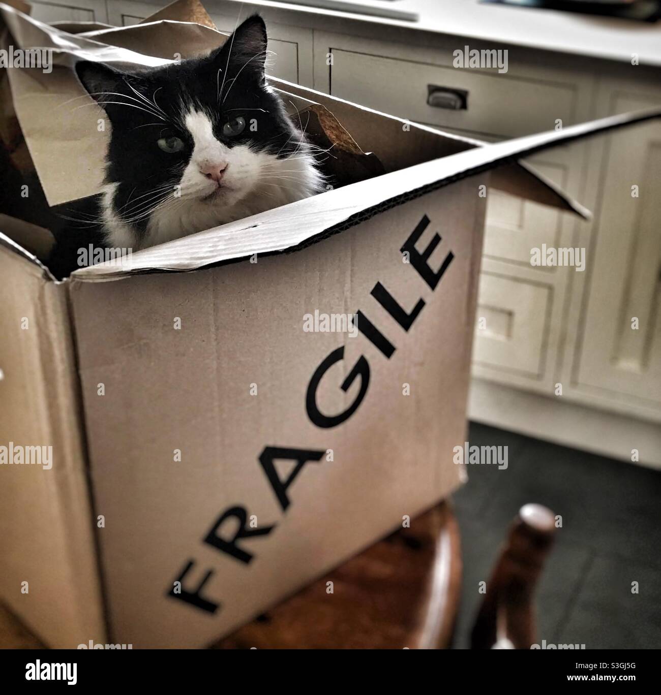 Gatto bianco e nero in scatola contrassegnato fragile in cucina, con armadi bianchi. - Immagine stock catturata con smartphone