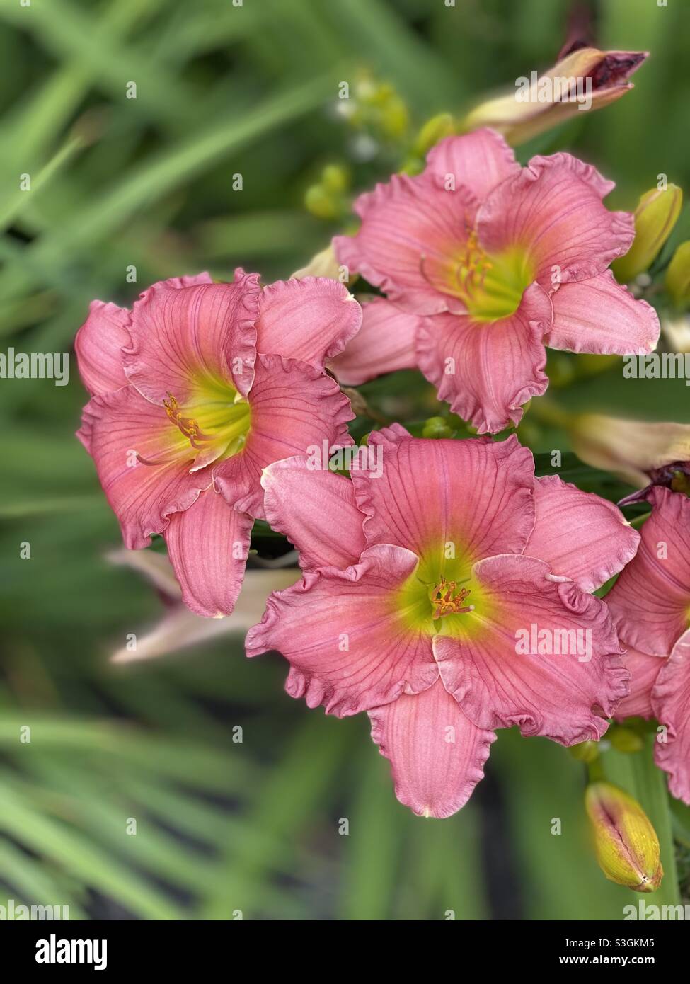 Bella giornata Gigli - Immagine stock catturata con smartphone