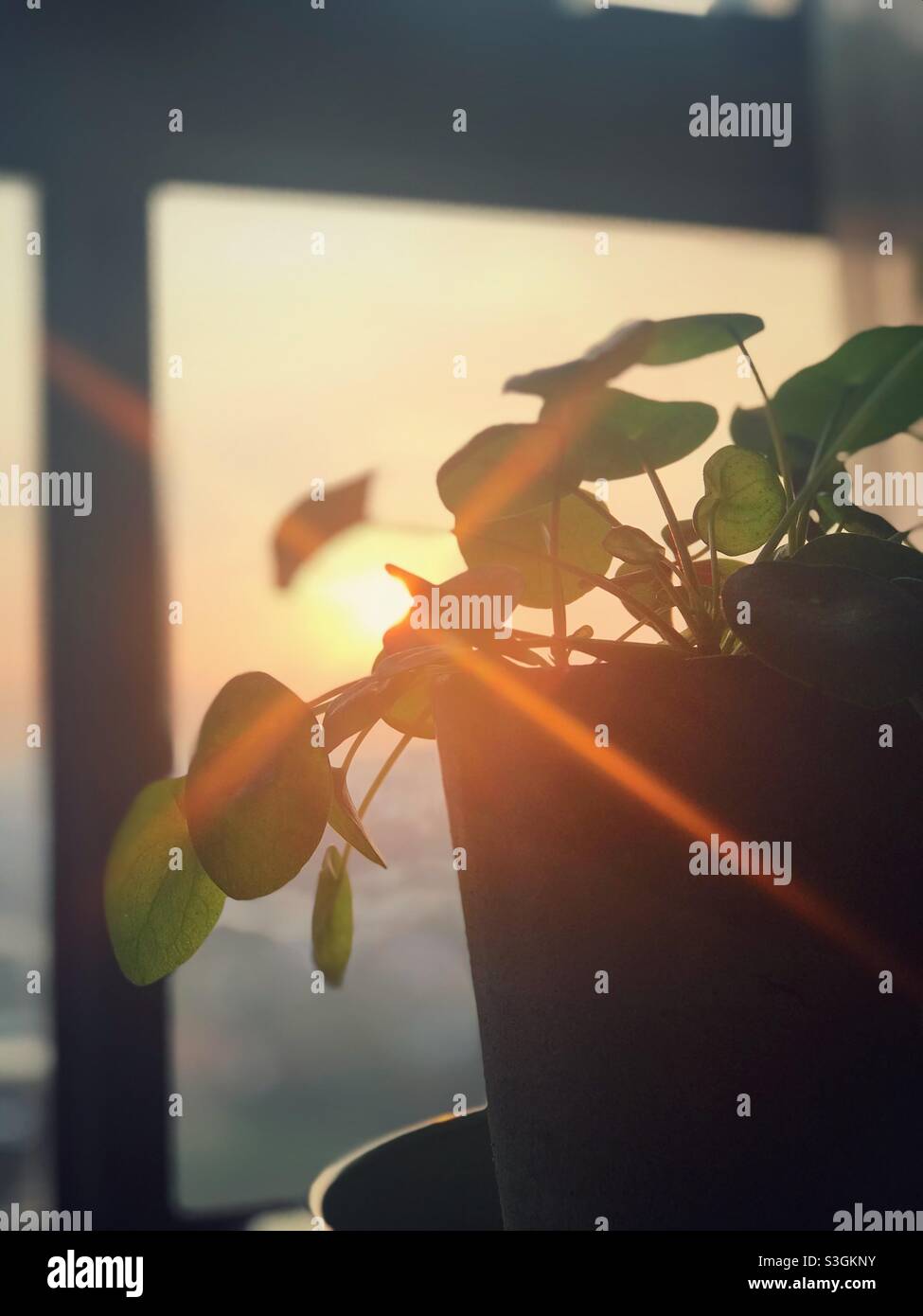 Silhouette di pianta durante il tramonto Foto Stock