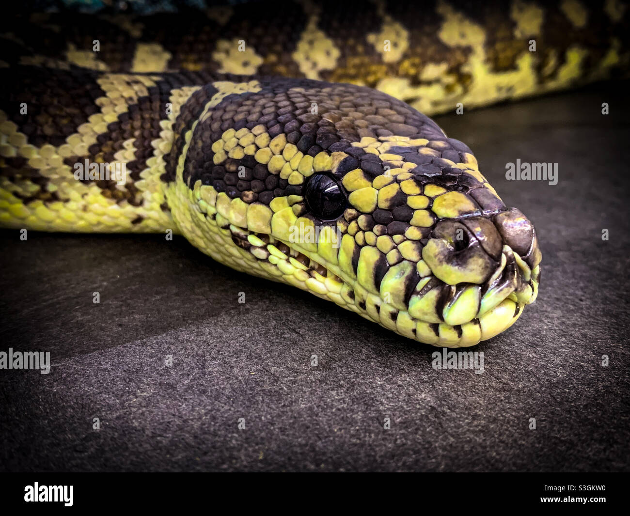 Carpet python morelia spilota variegata immagini e fotografie stock ad ...