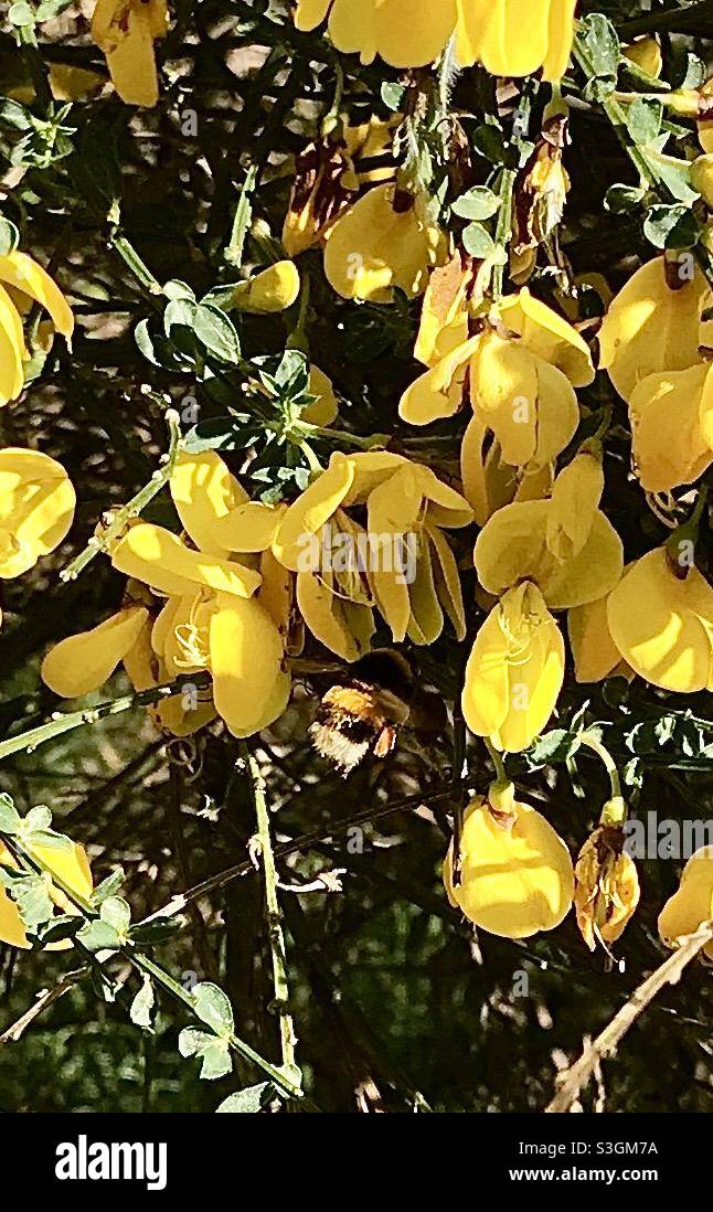 Bumblebee pesantemente carico di polline su fiori gialli di gola a Ludshott comune in Hampshire Foto Stock