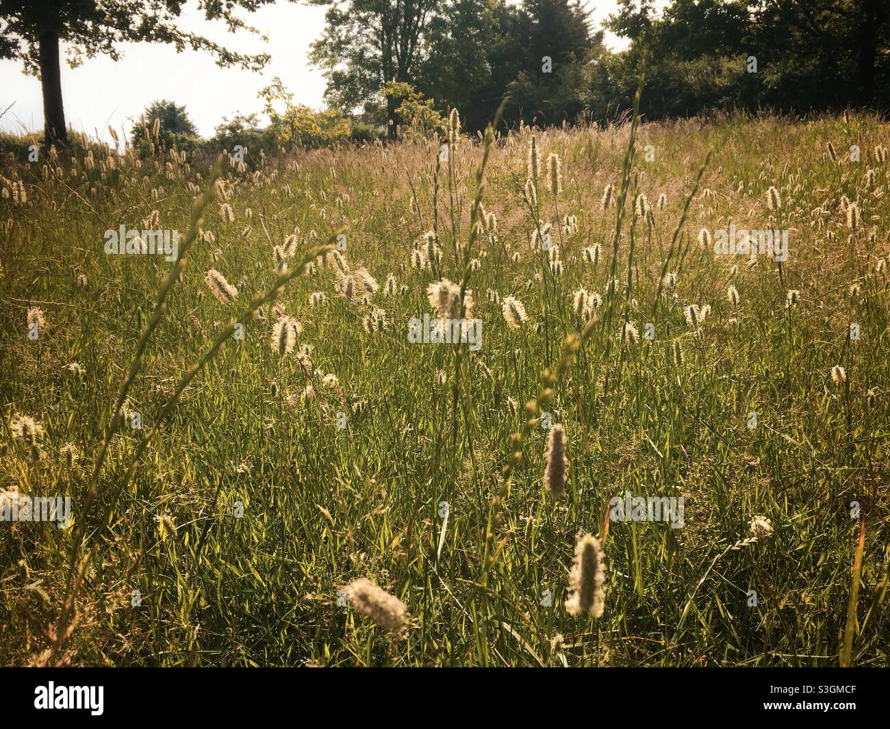 Un prato di erbe fiorite in tarda estate Foto Stock