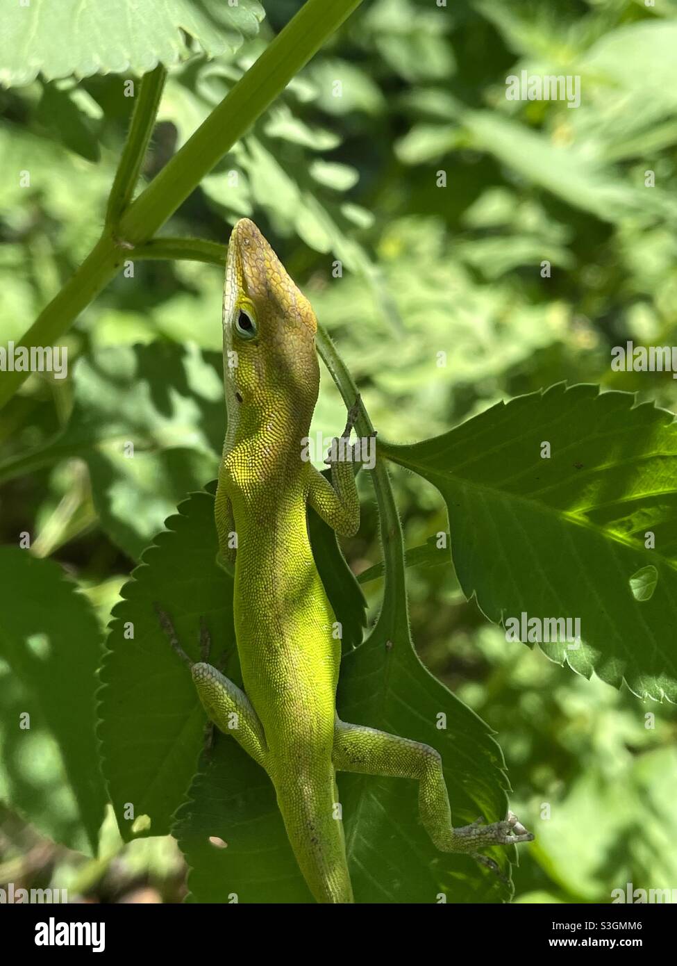 Lucertola verde all'ombra nelle calde giornate estive - Immagine stock catturata con smartphone