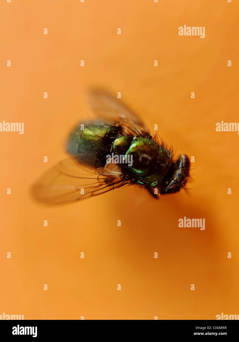 Volare Foto Stock