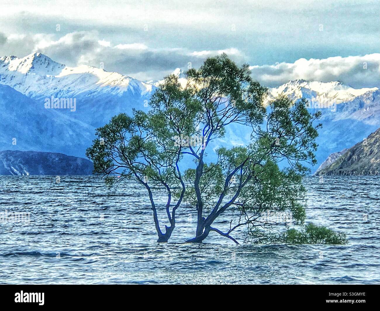 Che Wanaka Tree, Lago Wanaka, Isola del Sud, Nuova Zelanda - Immagine stock catturata con smartphone