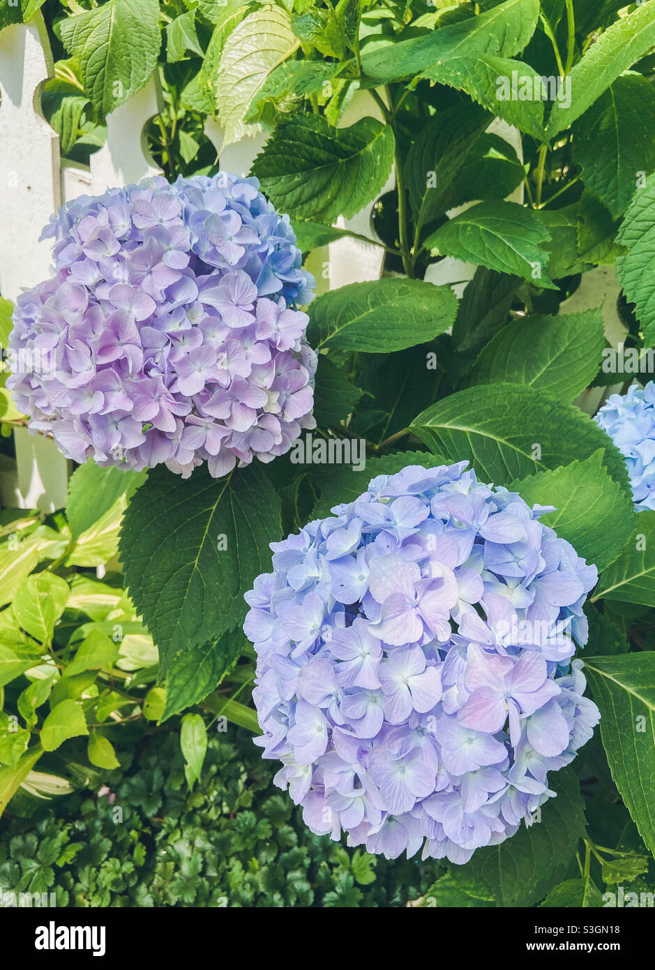 Idrangee rosa blu e viola in una bella giornata estiva. Foto Stock