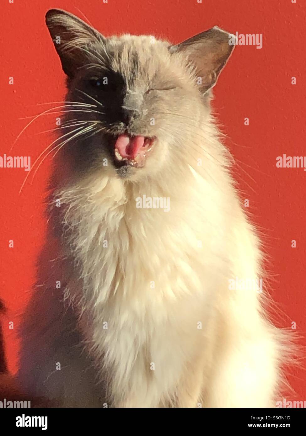 Gatto balinese che ride e si inzina su uno sfondo rosso Foto Stock
