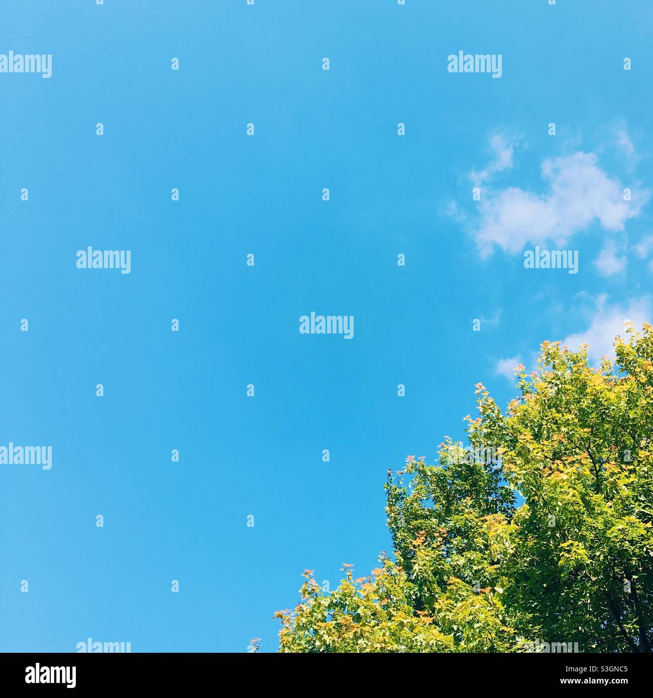 Cielo blu, nuvola bianca e albero verde con spazio di copia Foto Stock