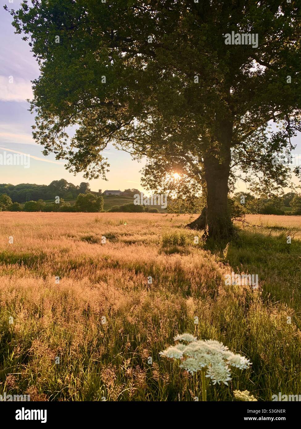 Riavvilimento. Le erbe hanno permesso di crescere selvatiche in prato nel Somerset. Foto Stock