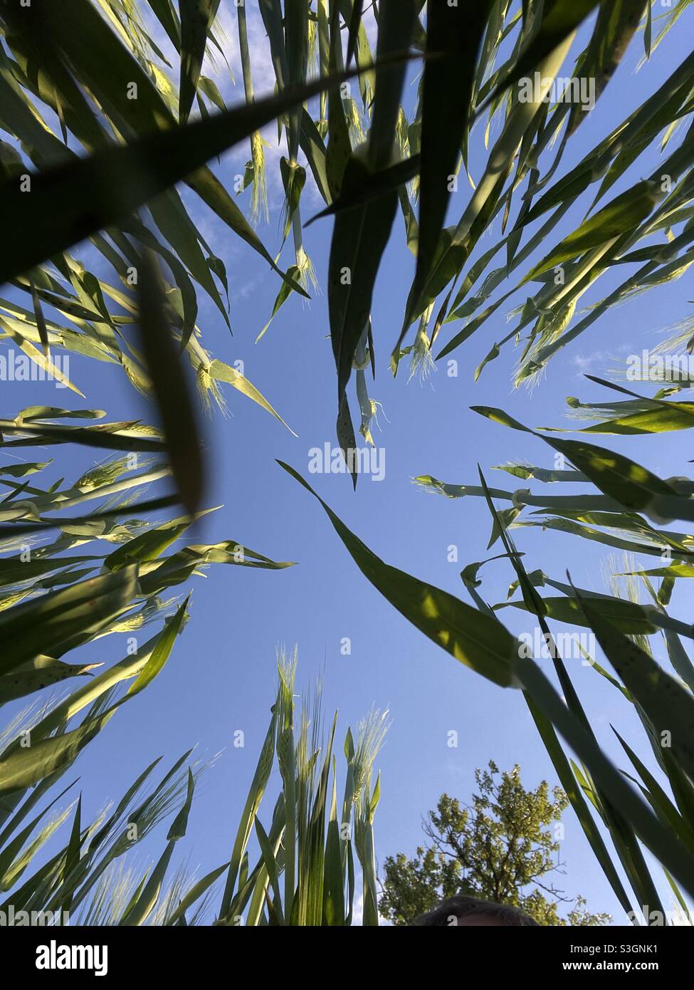 Vista da terra a verde erba e cielo blu, agricolo ed eco, raccolto Foto Stock