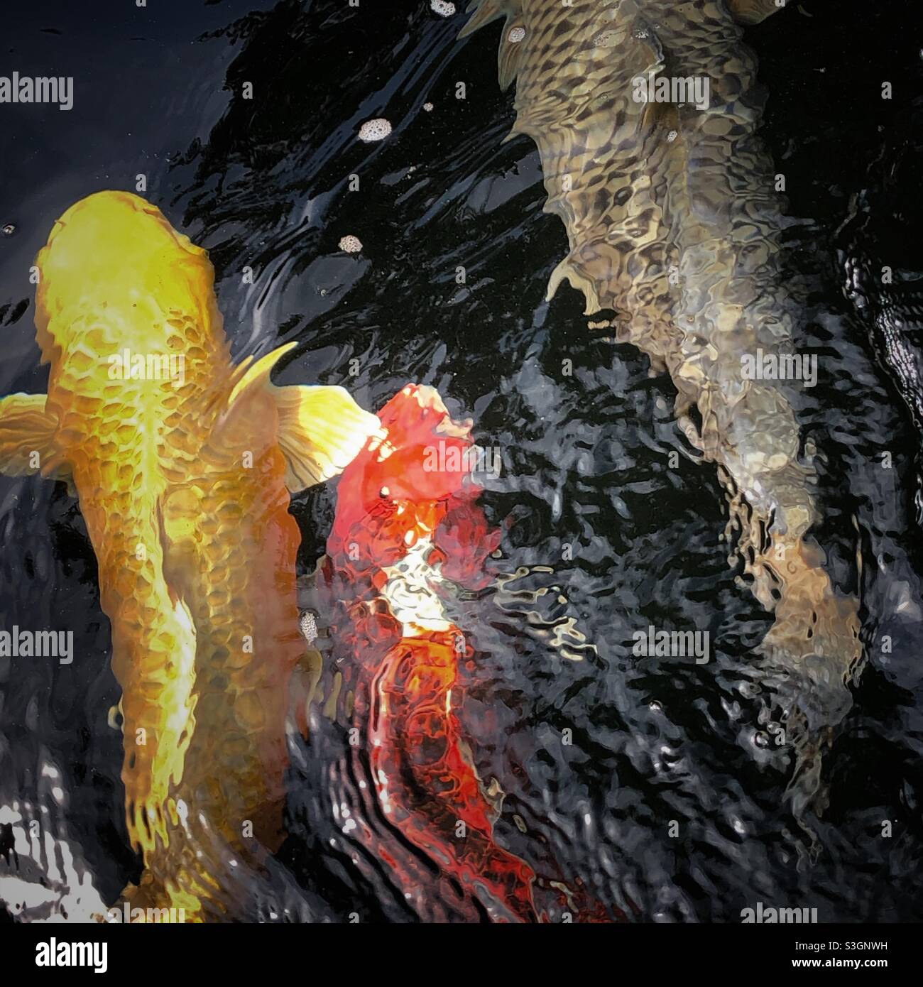 Koi nel loro laghetto koi. Foto Stock