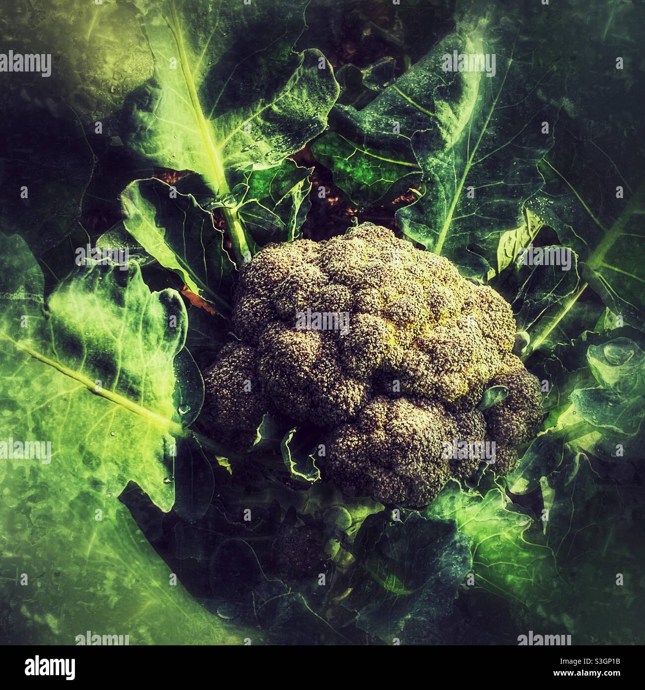 Testa di broccoli - Immagine stock catturata con smartphone